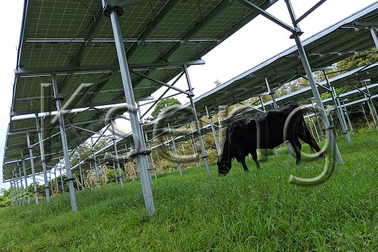 L'agricoltura solare può migliorare il moderno settore agricolo?
